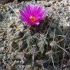 Thelocactus_rinconensis